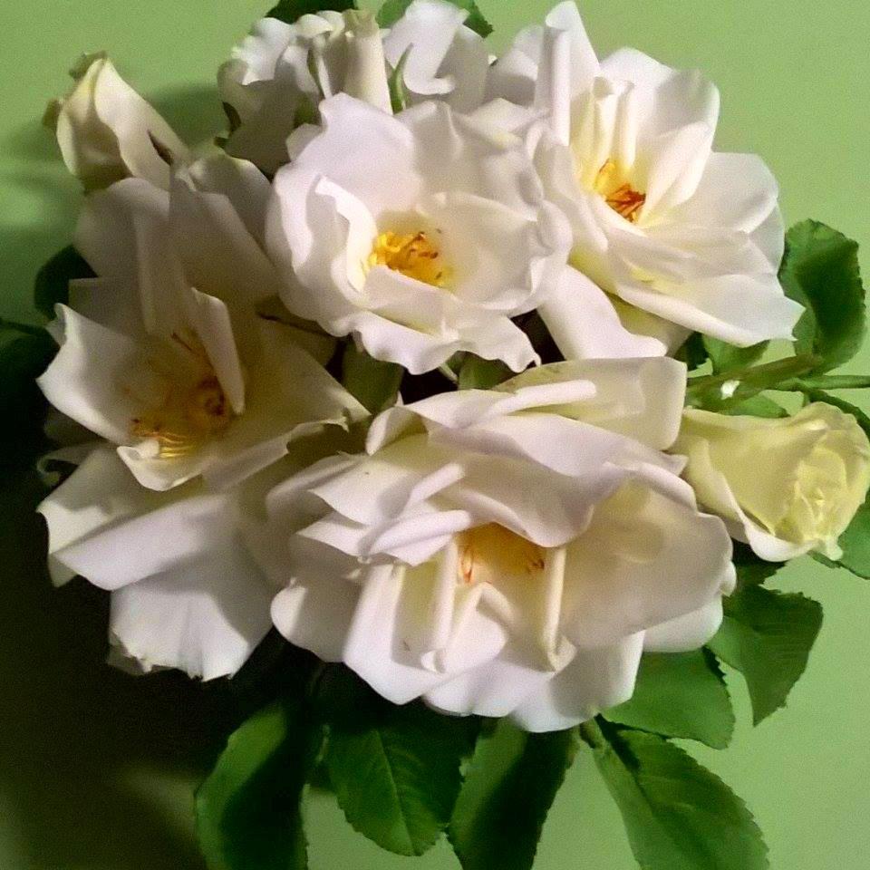 Les fleurs de Galina Courtois